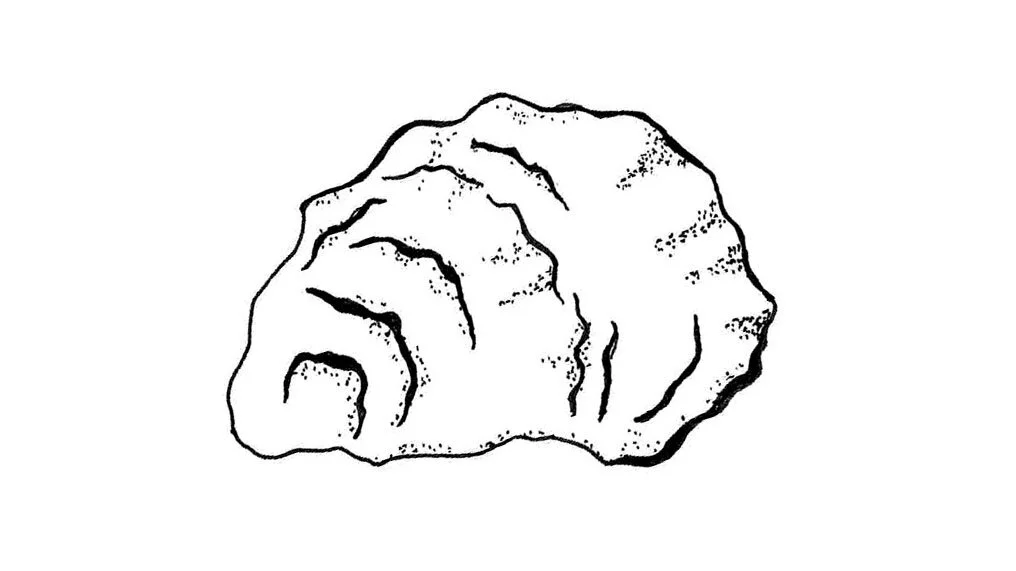 single_oyster3.jpg