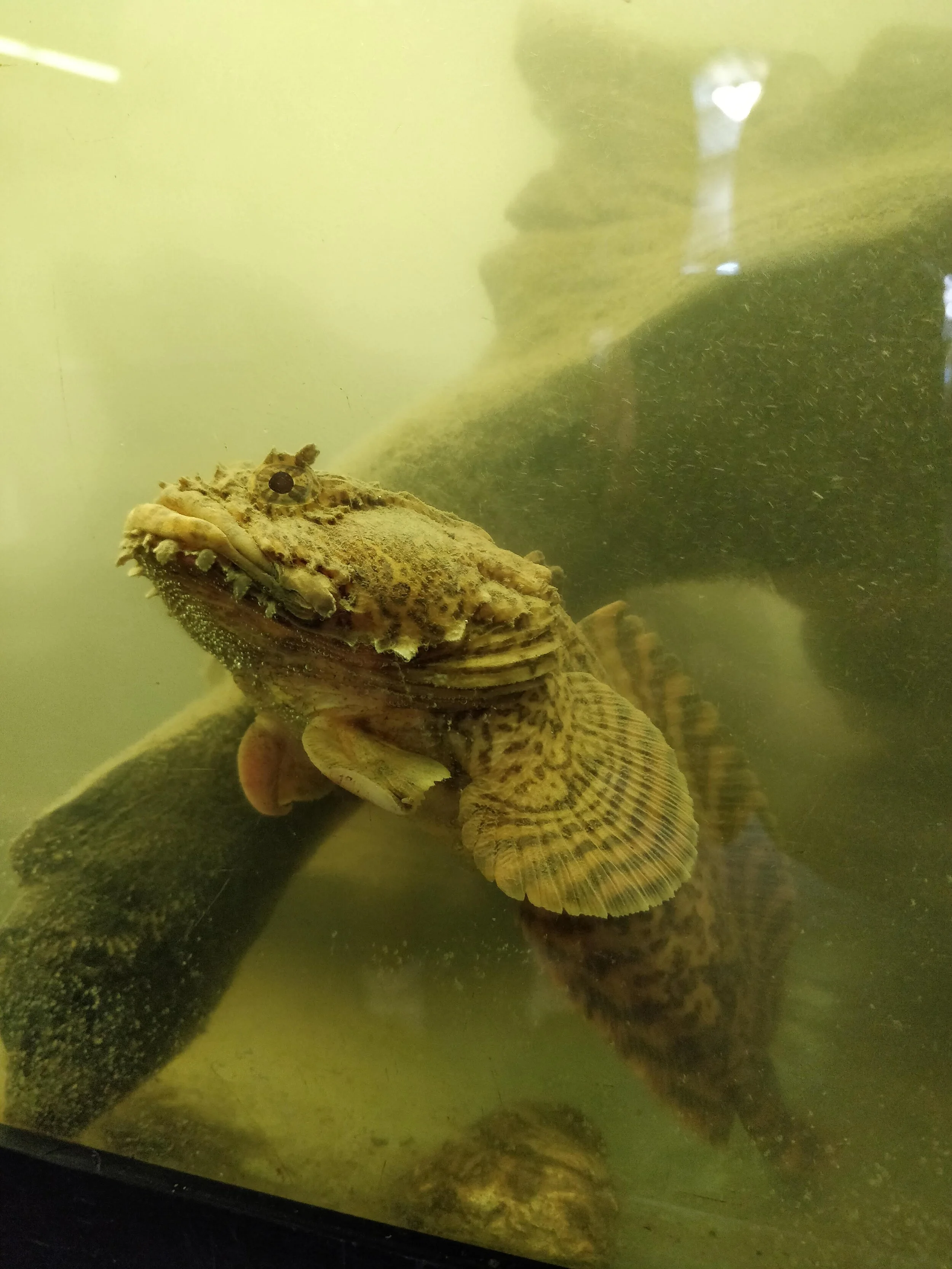 Oyster toad fish.jpg