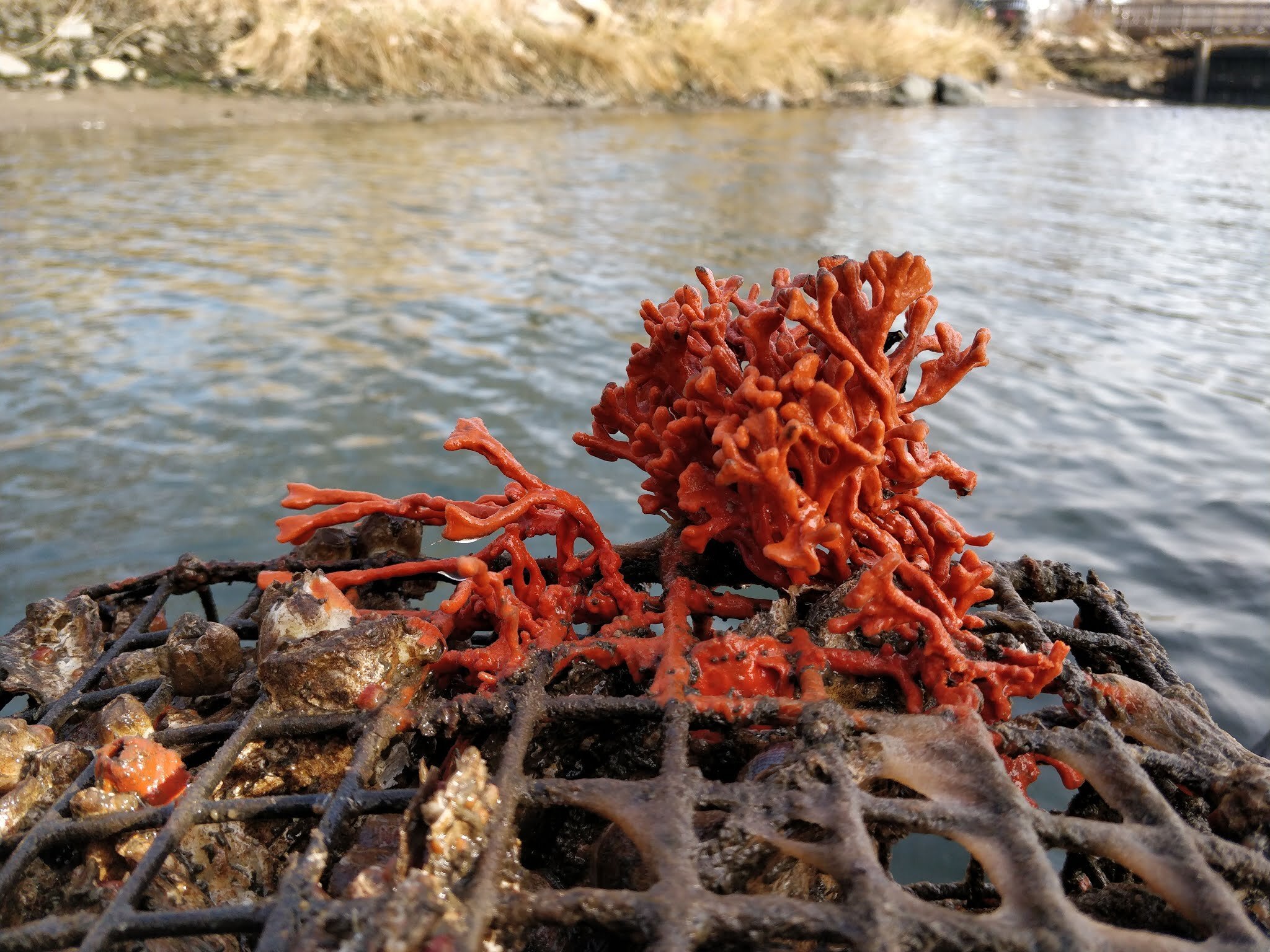 Red Beard Sponge Clathria Prolifera (formerly Microciona Prolifera).jpg