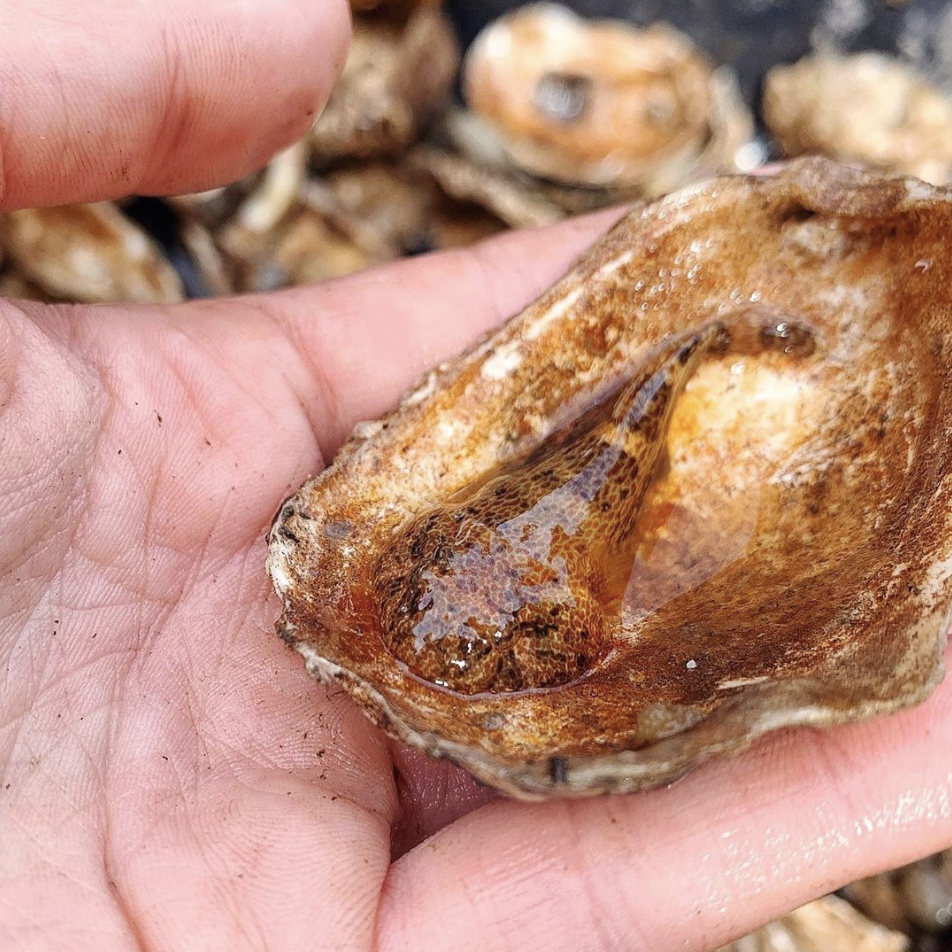 Six NY Harbor Species featured on WNYC's The Brian Lehrer Show