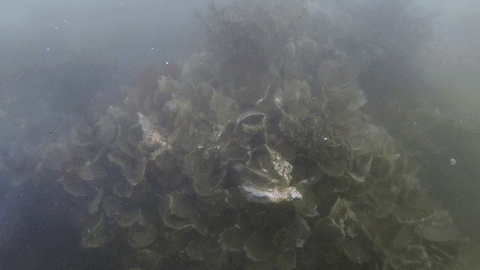 Divers discover bouquets of bivalves in the Hudson!