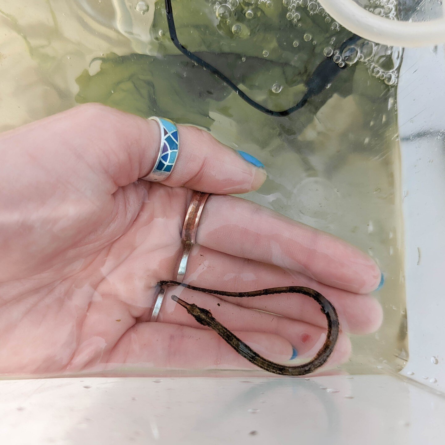 Any pipefish fans?! This #FishyFriday is for you 🐟. Pipefish can be found all over New York Harbor. These slender, elongated fish are actually a type of seahorse and belong to the Syngnathidae family. They use their long snouts to suck up small crus