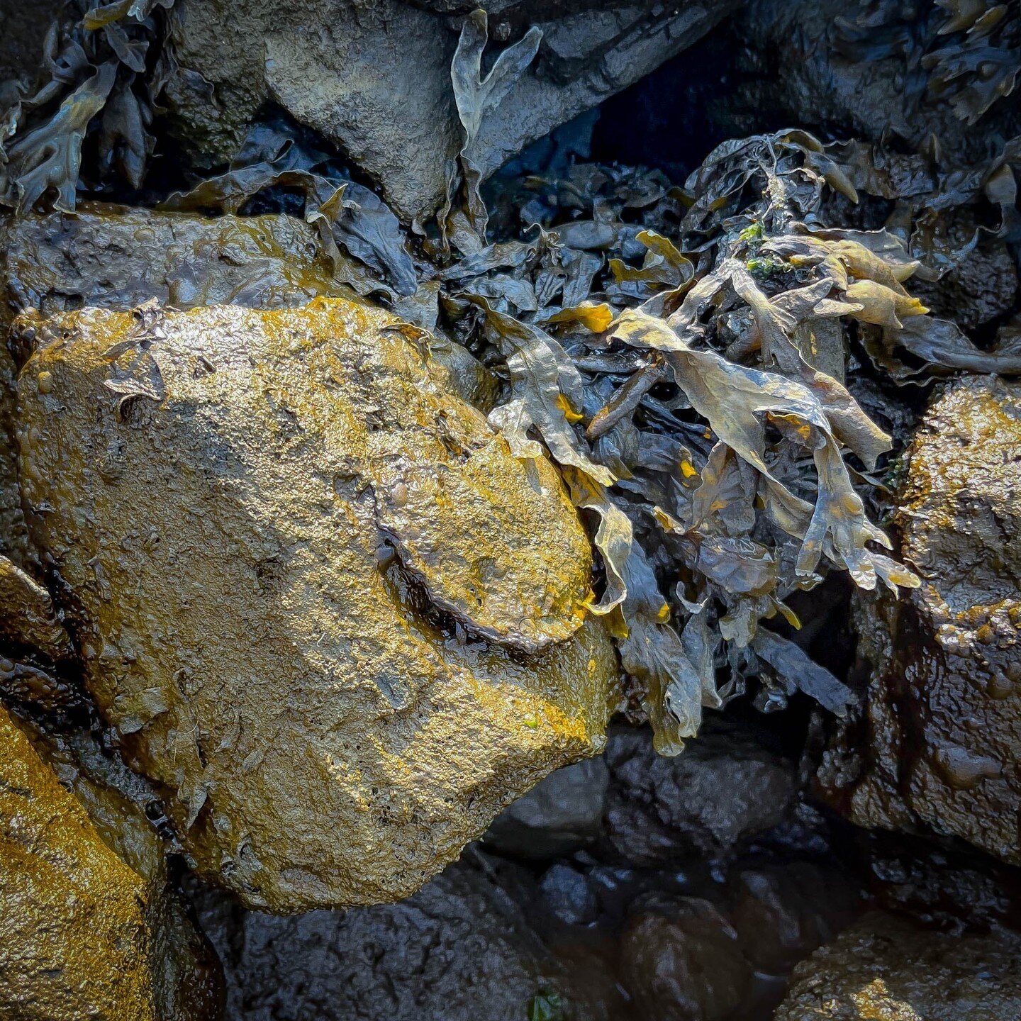 Began our first wild oyster survey trainings this week with Billion Oyster Project Ambassadors - our stellar group of talented community scientists, dedicating their time to oyster restoration in #NYHarbor. Found a couple cool wild ones on the journe