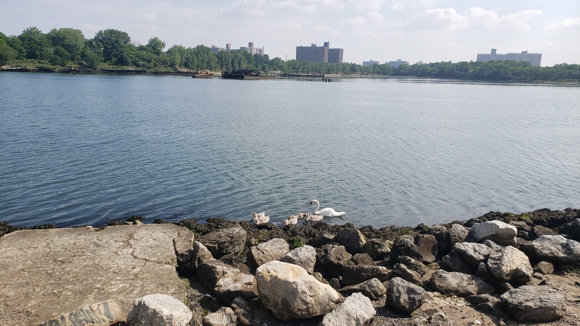 Last one from Coney Island Creek, swan and cygnets along the creek, derelict boats in the background (including the famed Coney Island Yellow Submarine)