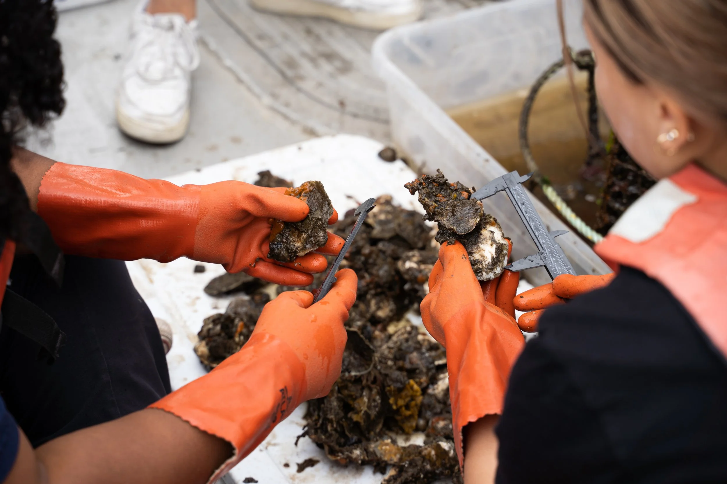 Oyster Research Stations — Billion Oyster Project