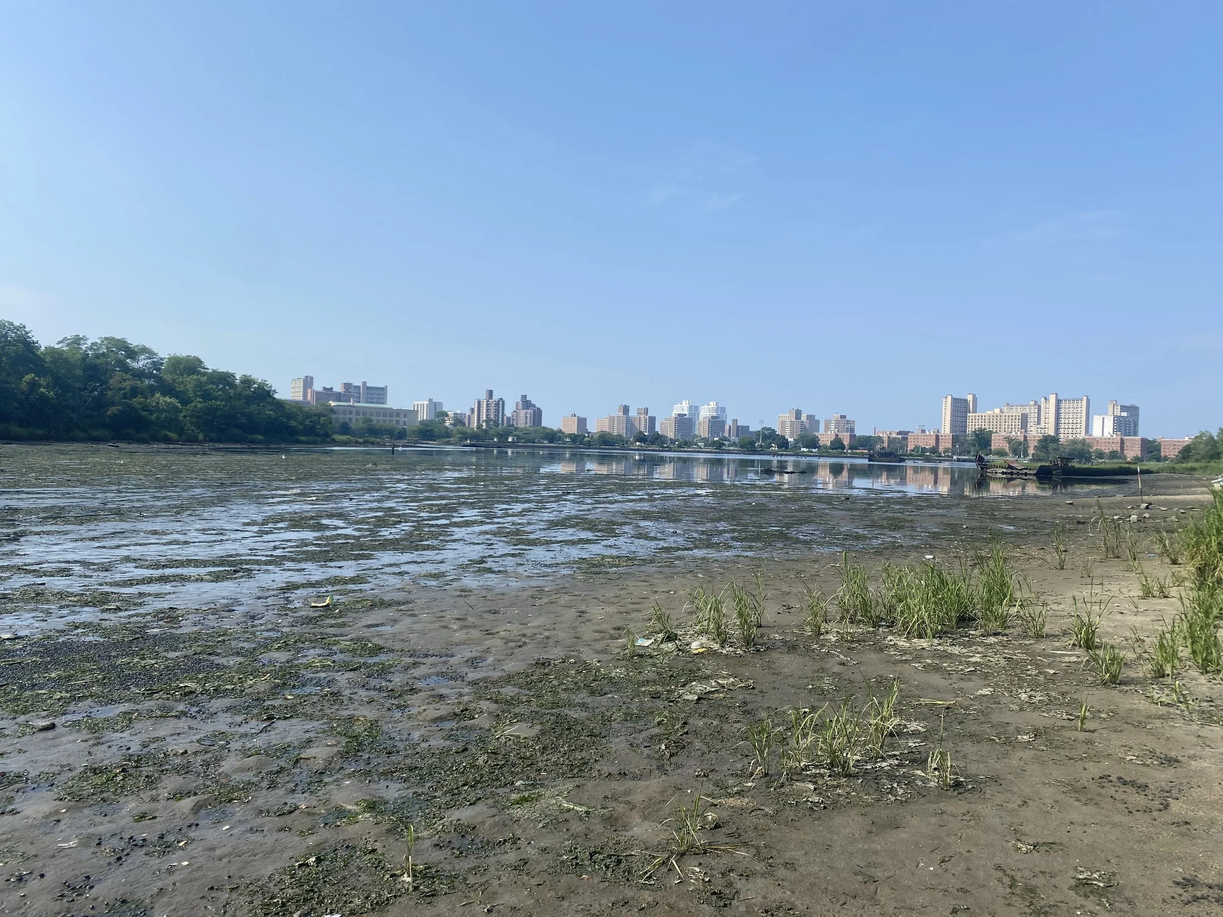It's My Estuary Day - Coney Island Creek