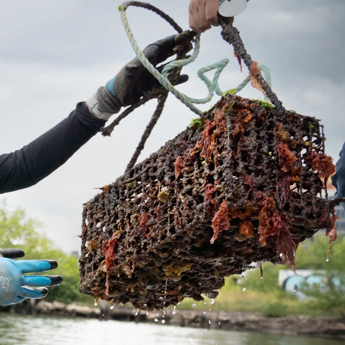 Oyster Research Stations — Billion Oyster Project