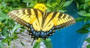 Francine-Locke-Butterfly-300x163.jpg