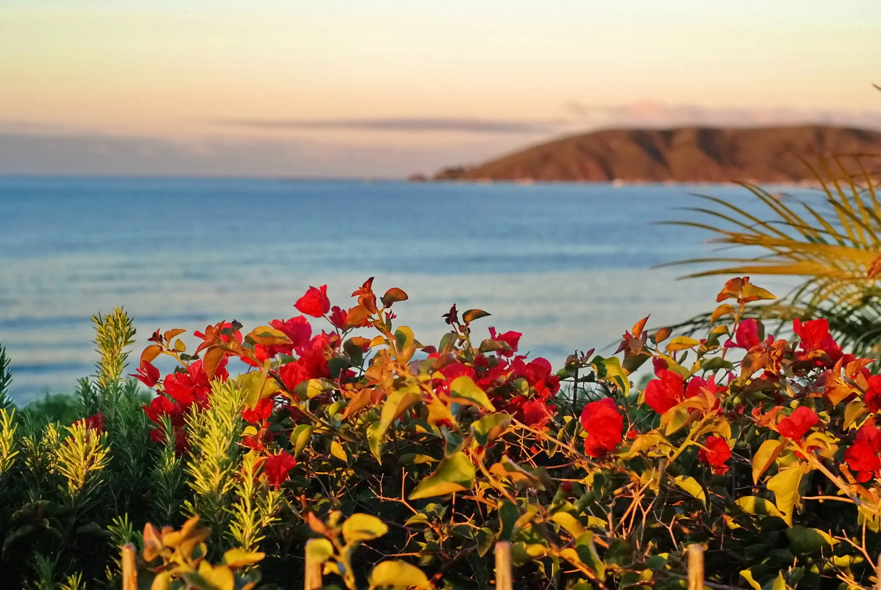 Bouganvilla over Pacific_edit_resize.JPG