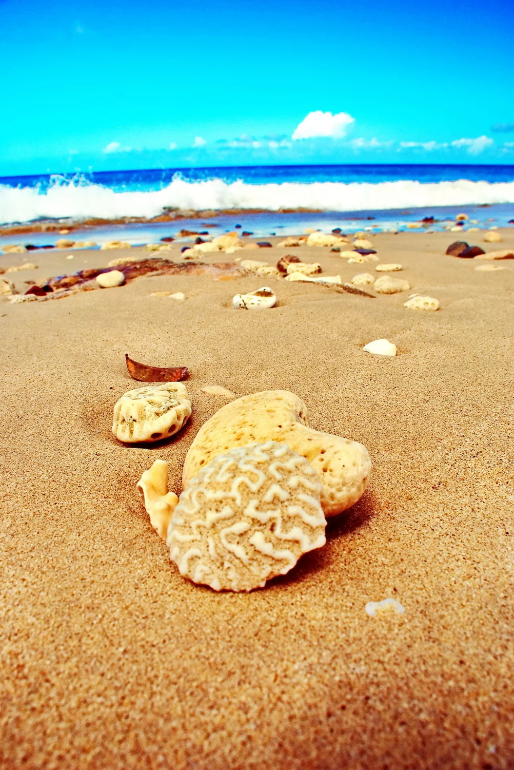 shell up close DSC_8528_resize.JPG