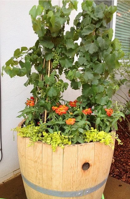 WINE-PLANTER.jpg