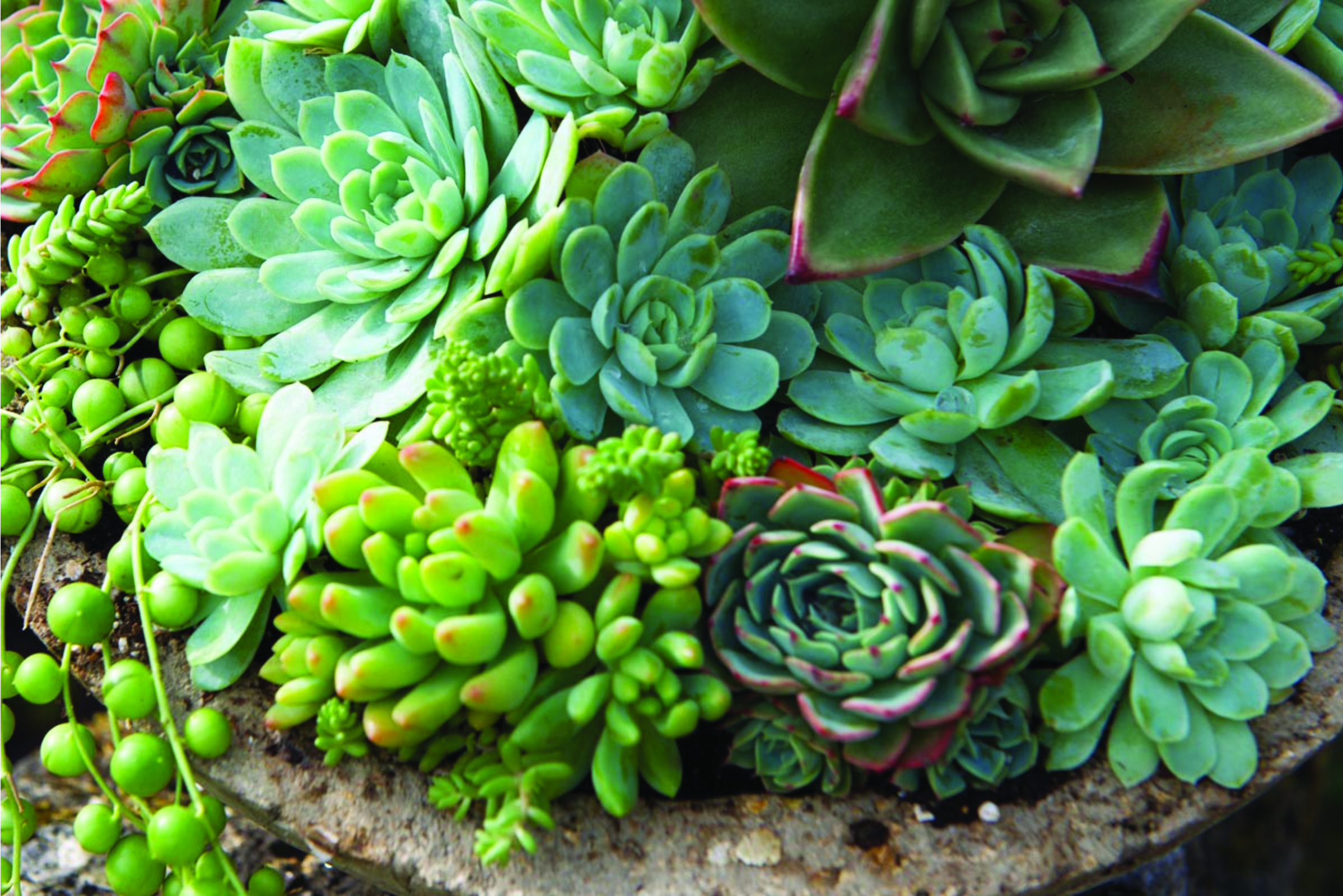 Succulents.jpg