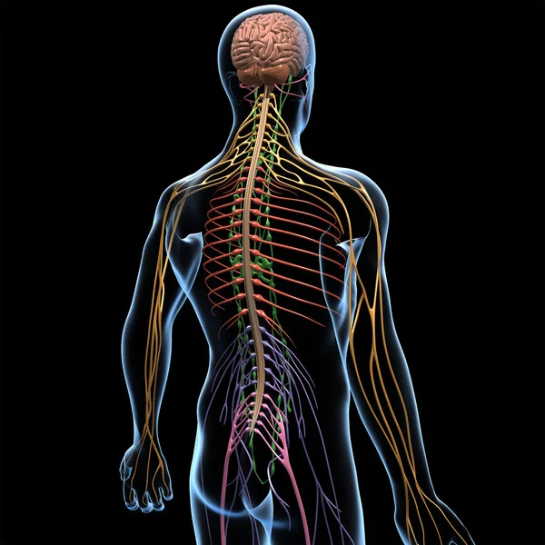 Brain_Nervous_D.jpg79f5c96f-4663-4706-8442-cedfb0c48e2aLarge.jpg