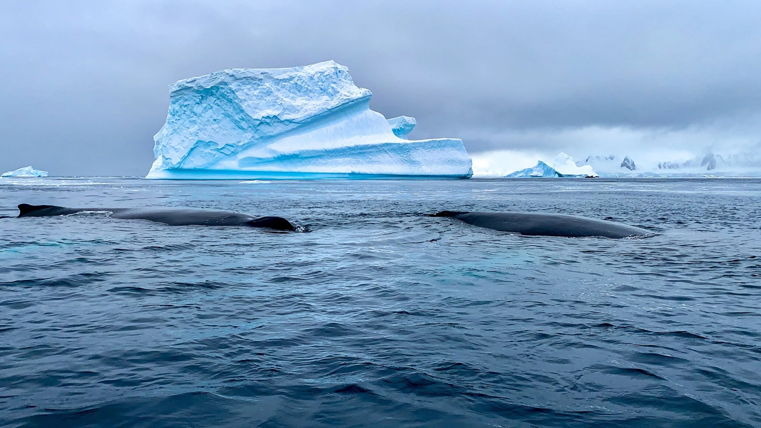 Humpbacks swimming through the frigid Southern Ocean, 2019