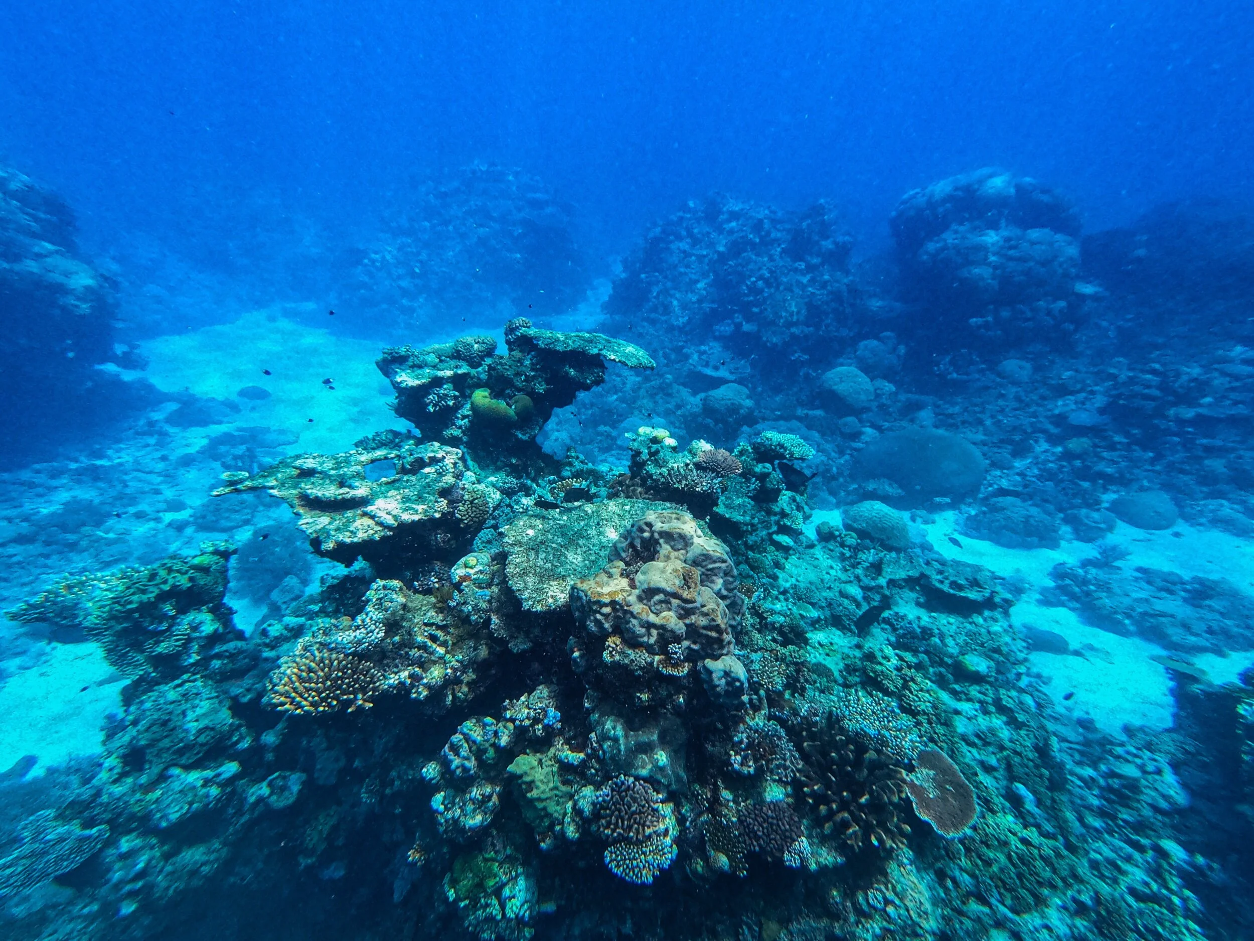 Coral reef exploration in Australia, January 2020