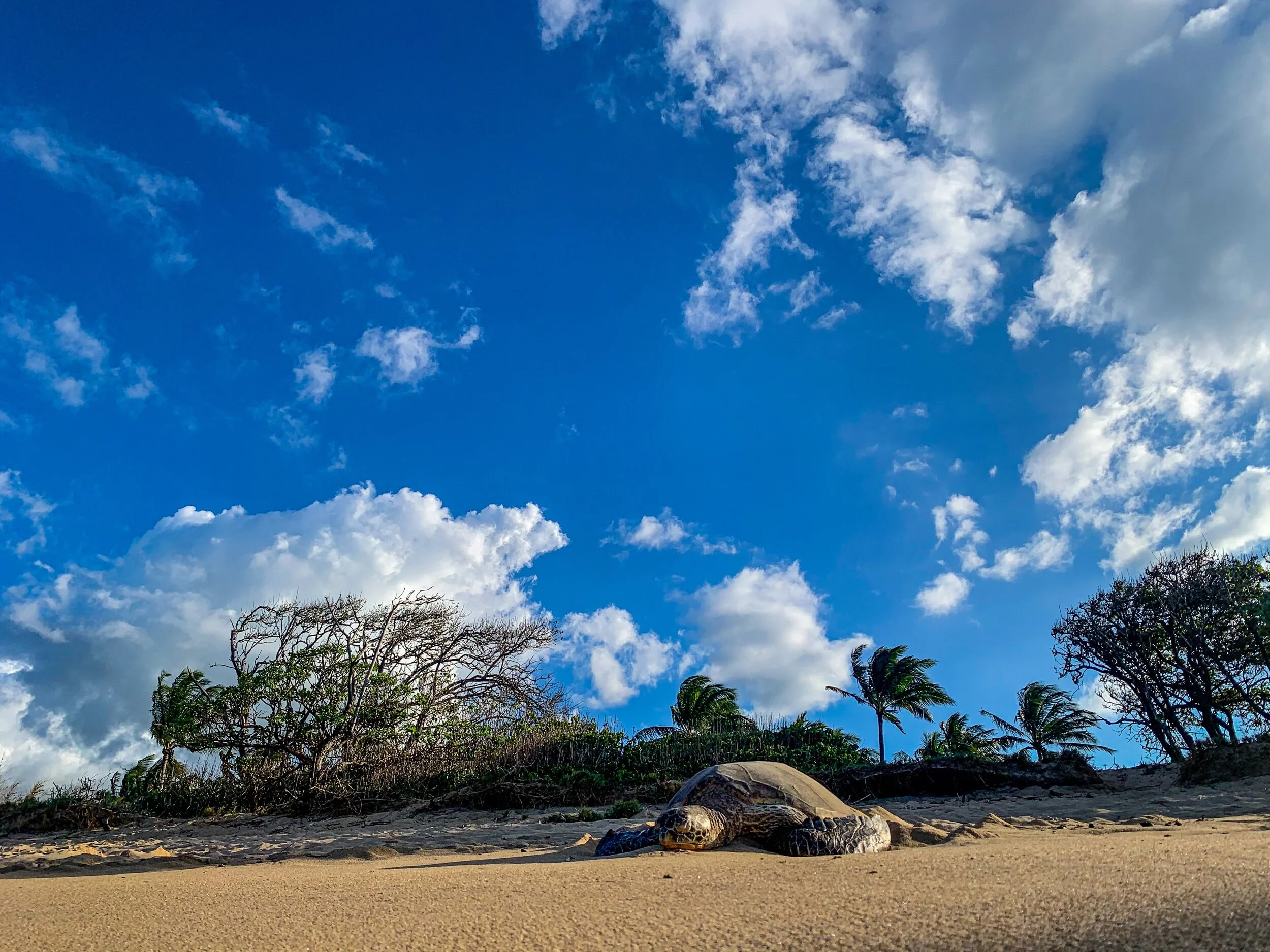 Turtle soaking all of it in, Kaulahao Beach