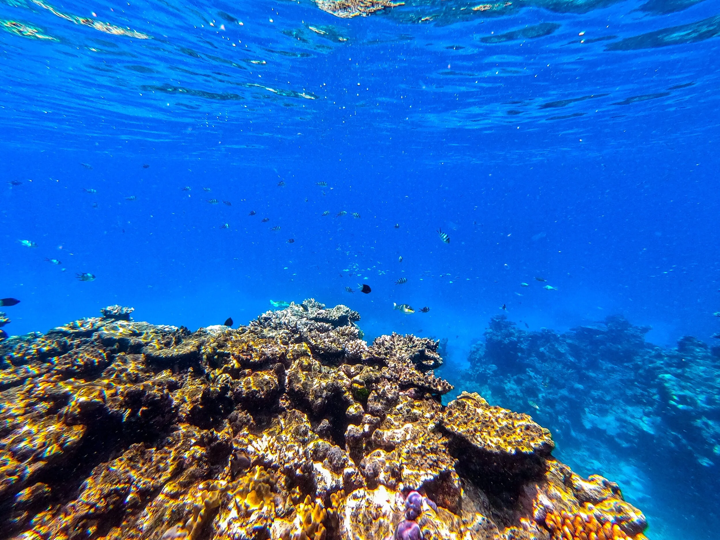 An underwater perspective of the world at the Great Barrier Reef