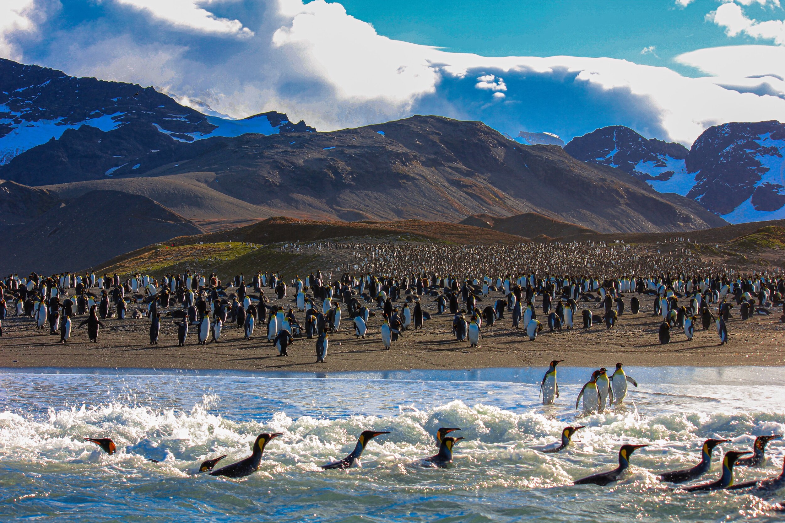 Passing by thousands of king penguins, South Georgia, March 2019