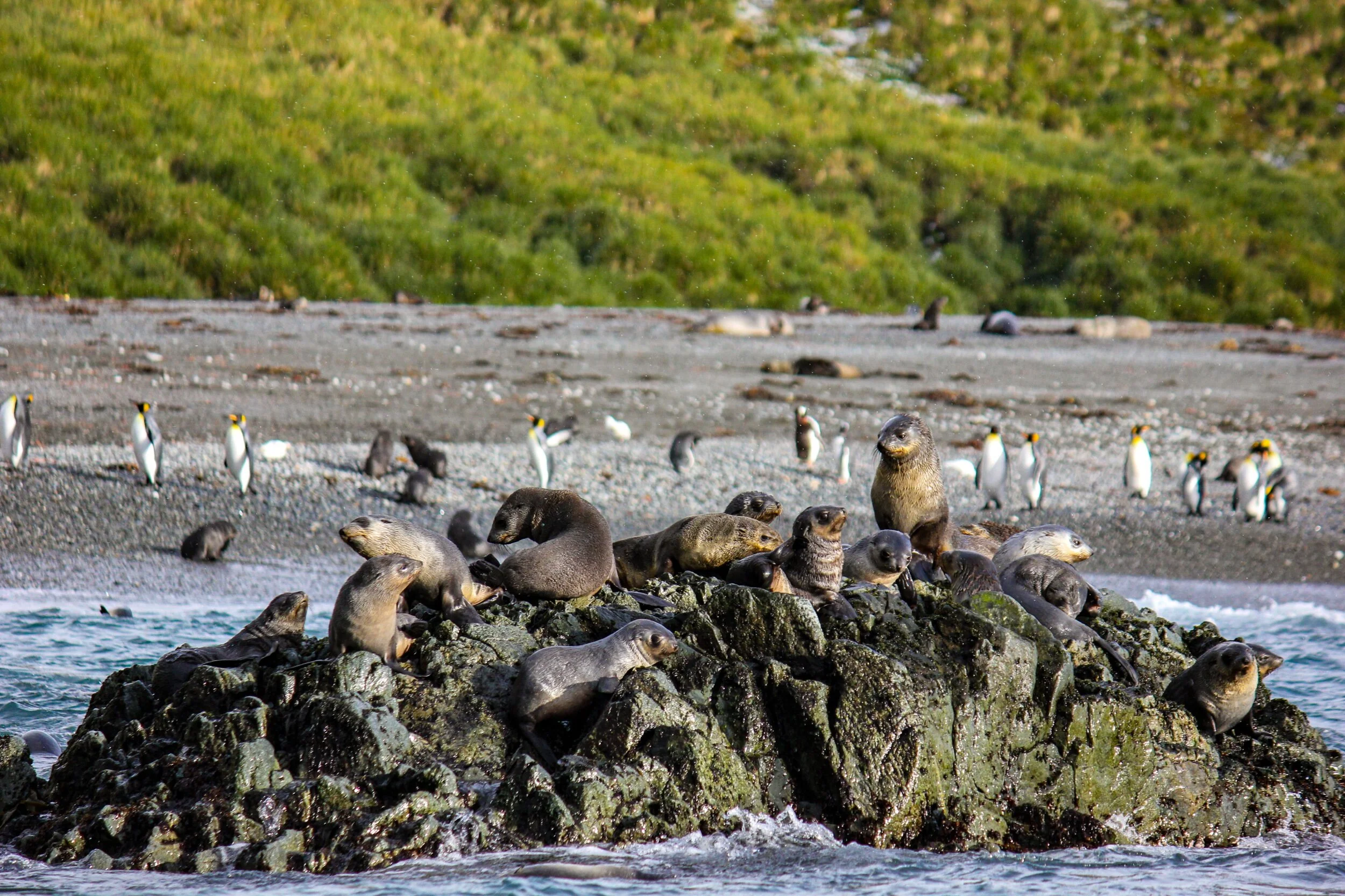 Baby fur seals commandeering a rock off the island of South Georgia