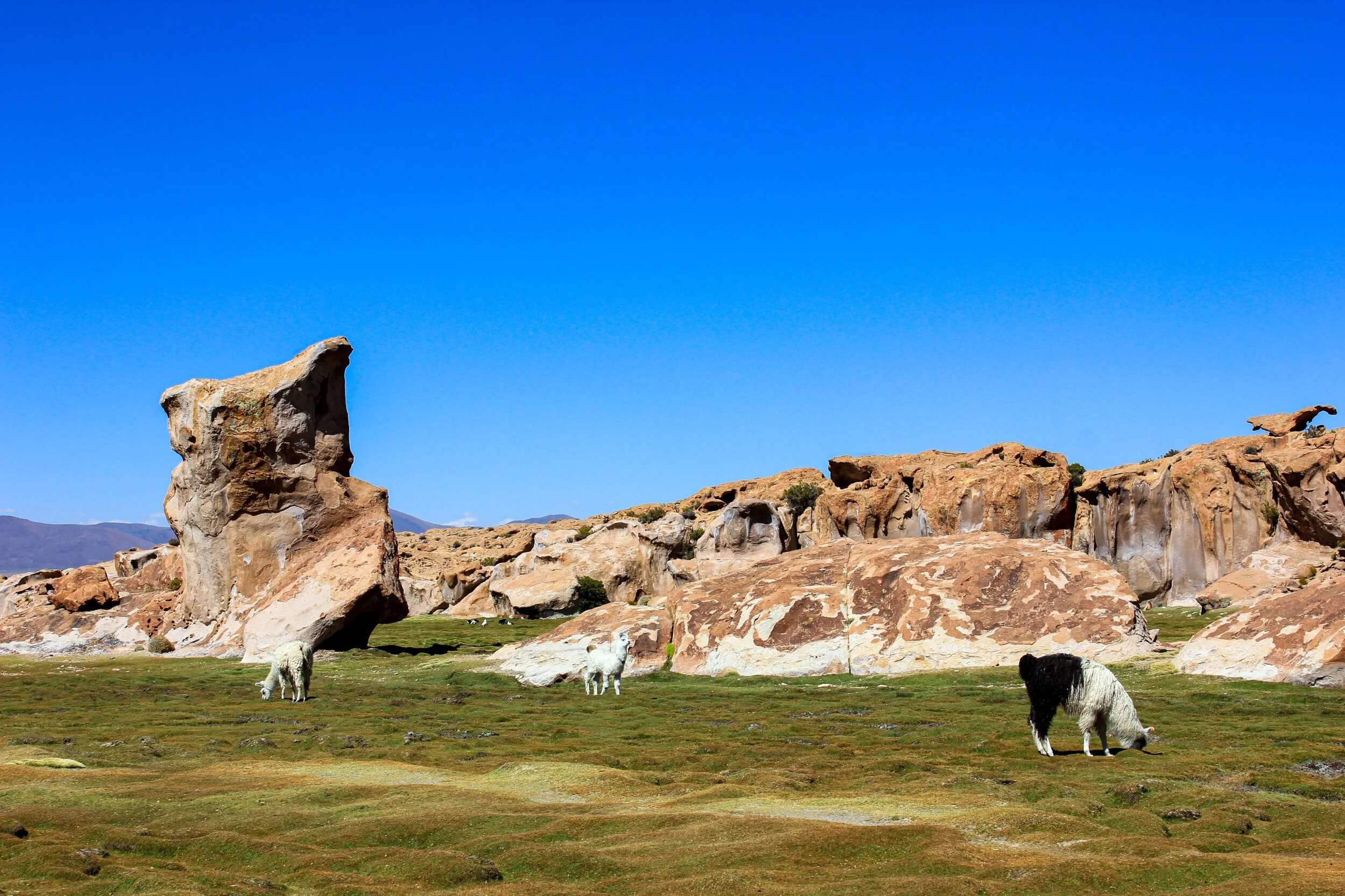 Llama Heaven, somewhere in southwestern Bolivia, April 2019