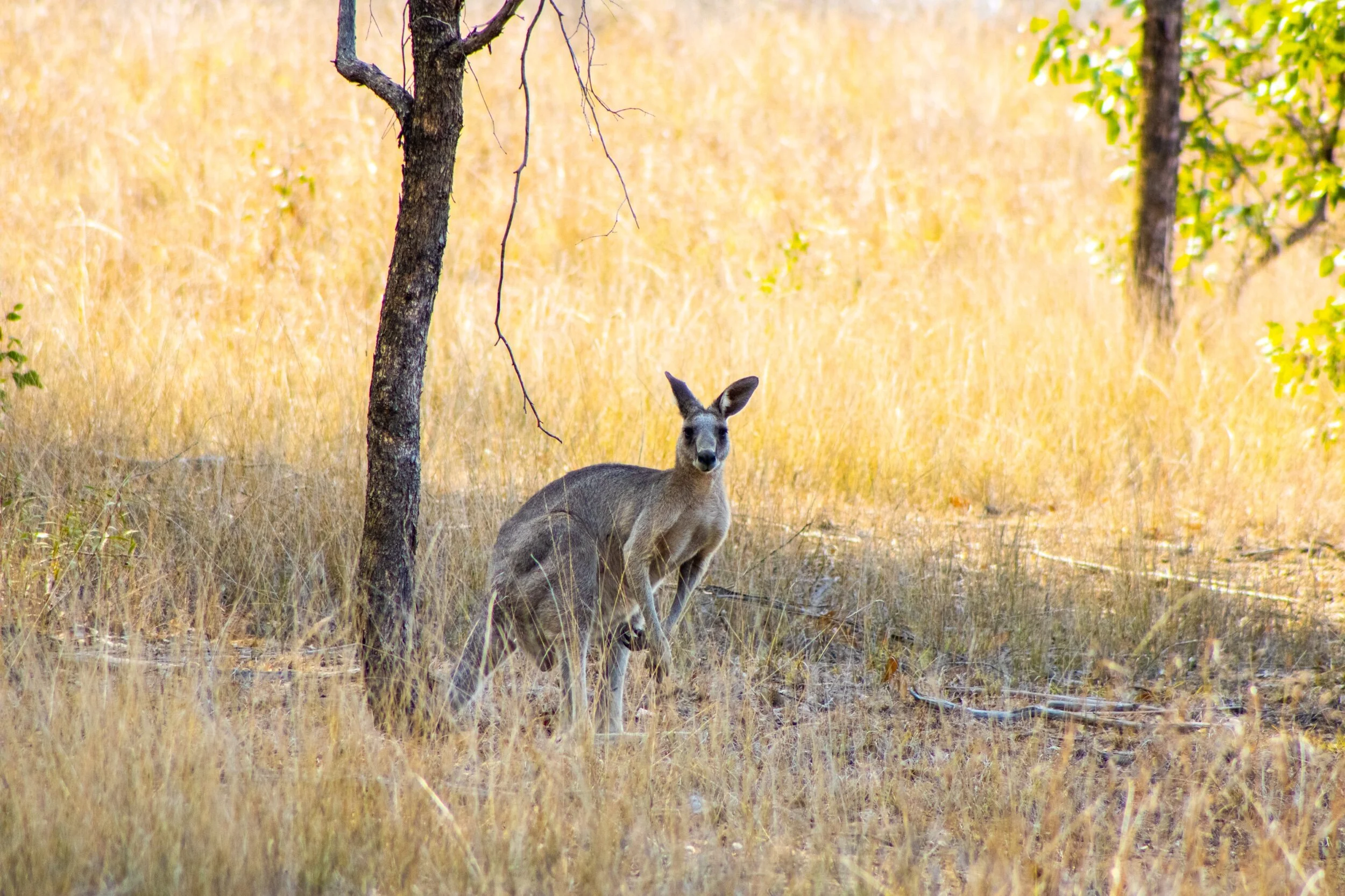 A kangaroo looks back, considering. Australia, January 2020