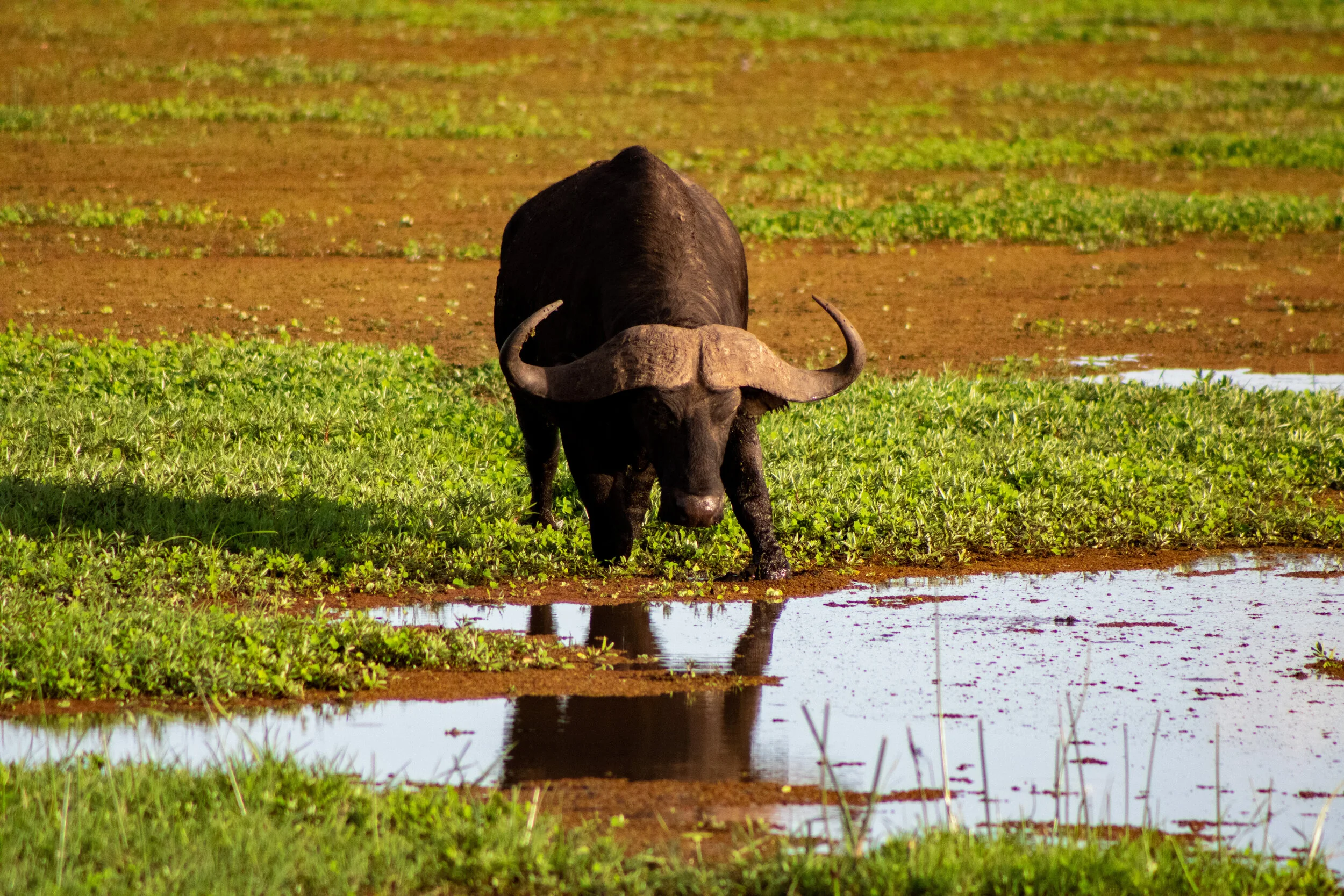 A Cape Buffalo, does he know? Lake Manyara, Tanzania, October 2019