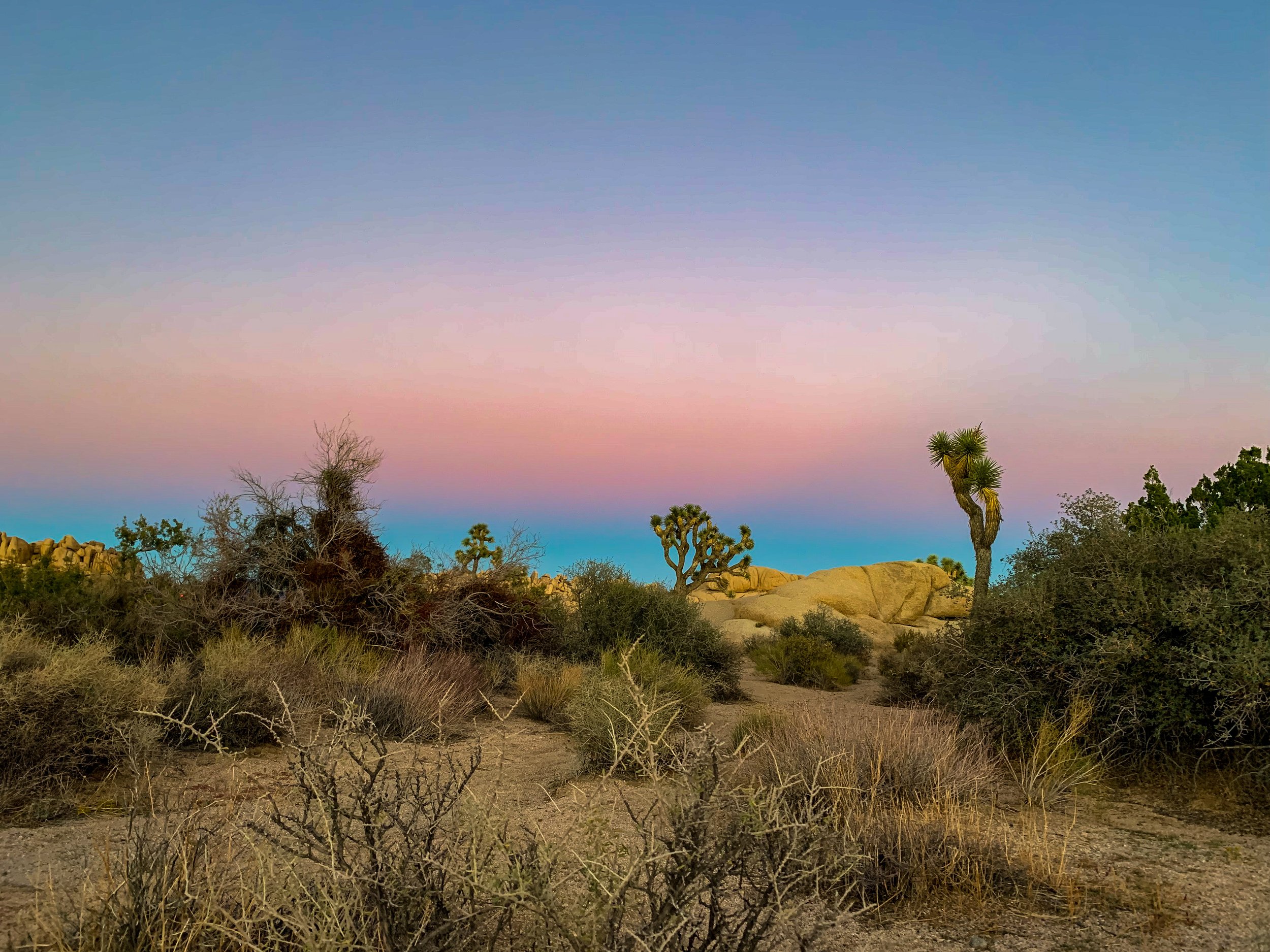 Surreal sunset tonight made Joshua Tree National Park feel like another world