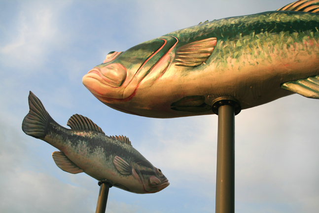 Fish1.jpg