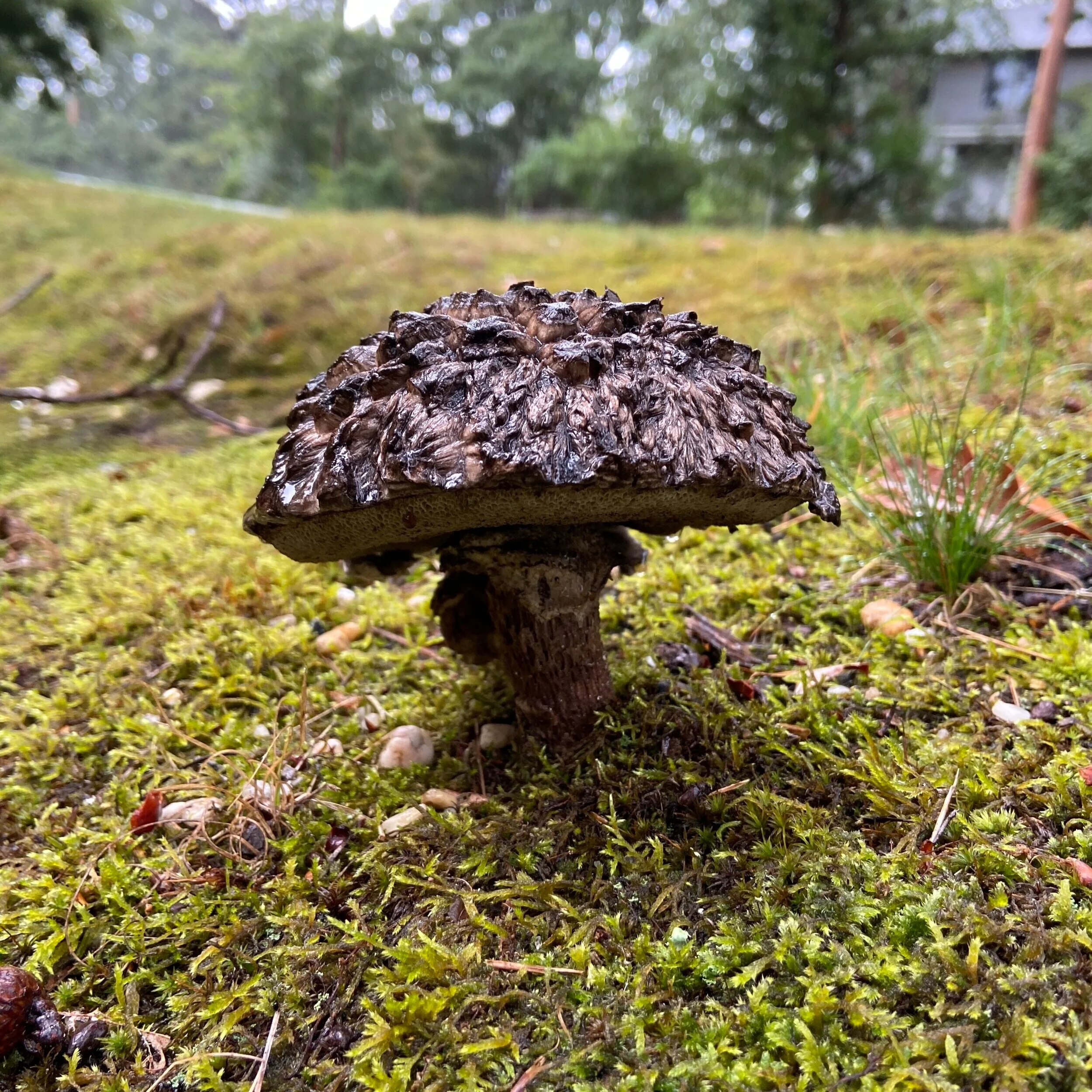 Mushrooms - most from my yard