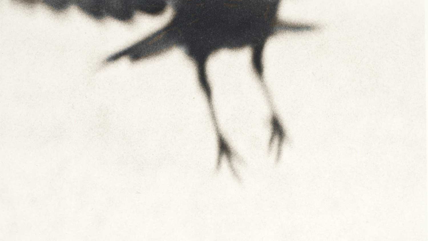 Crow+13-small.jpg