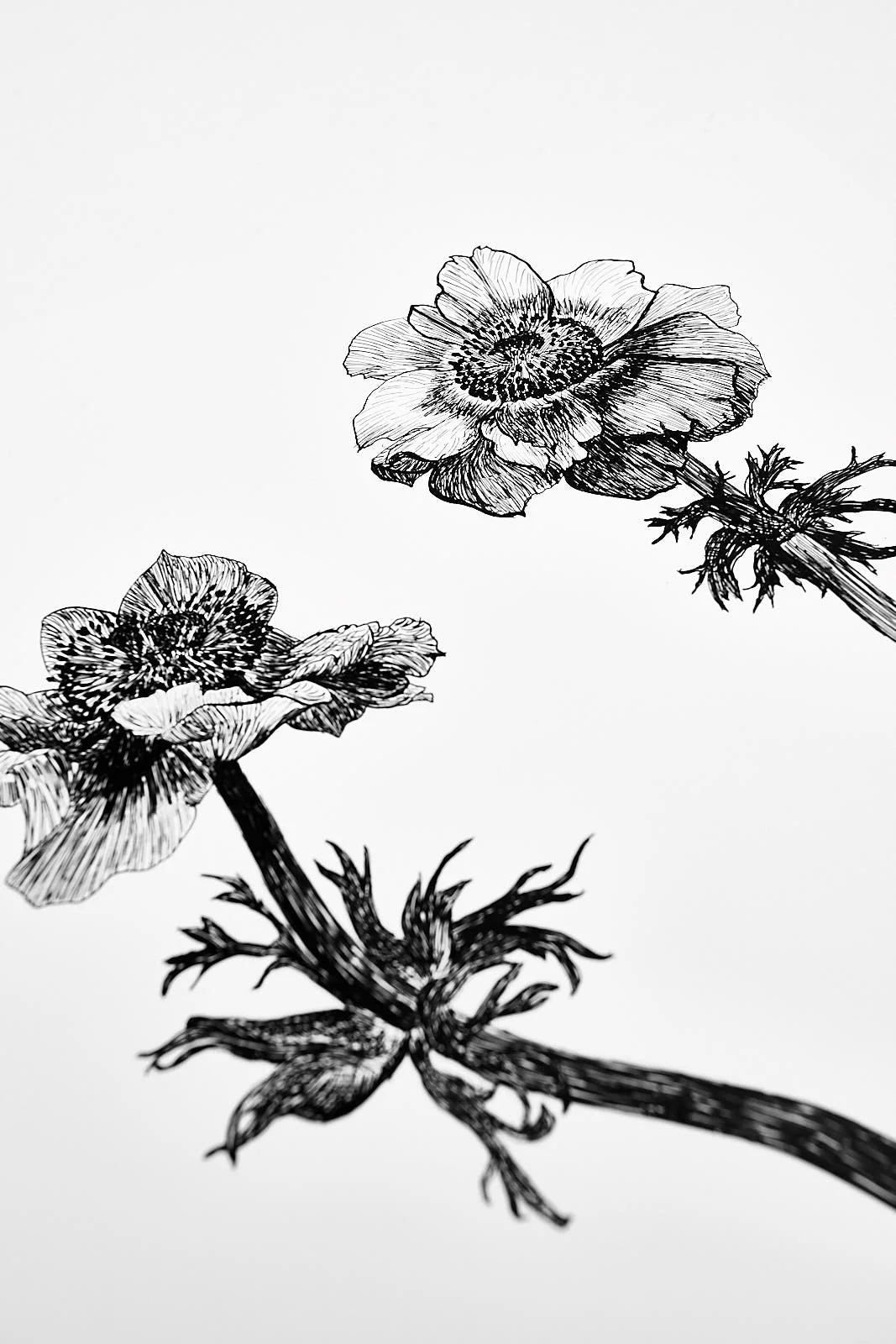 anemones0033.jpg