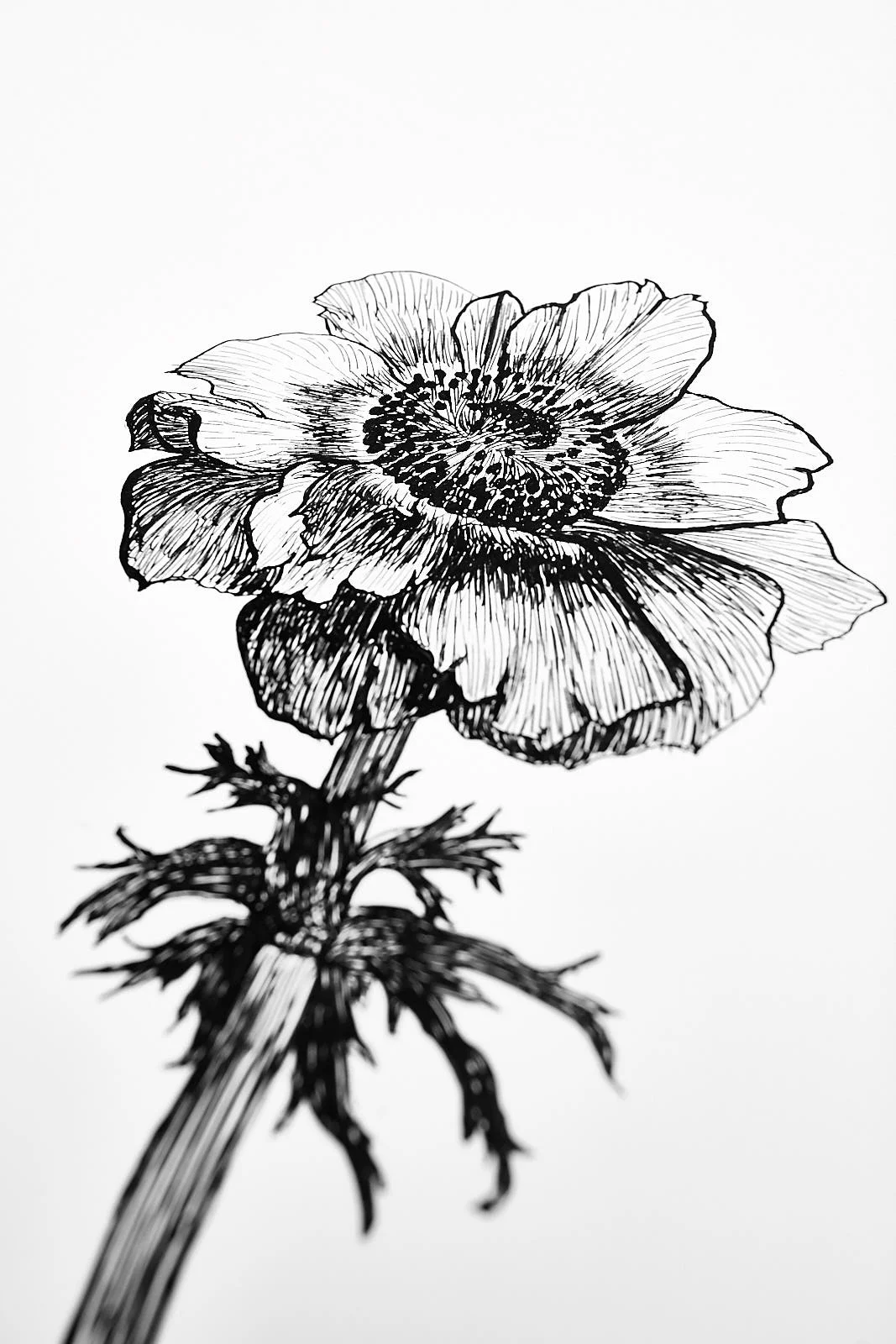 anemones0034.jpg