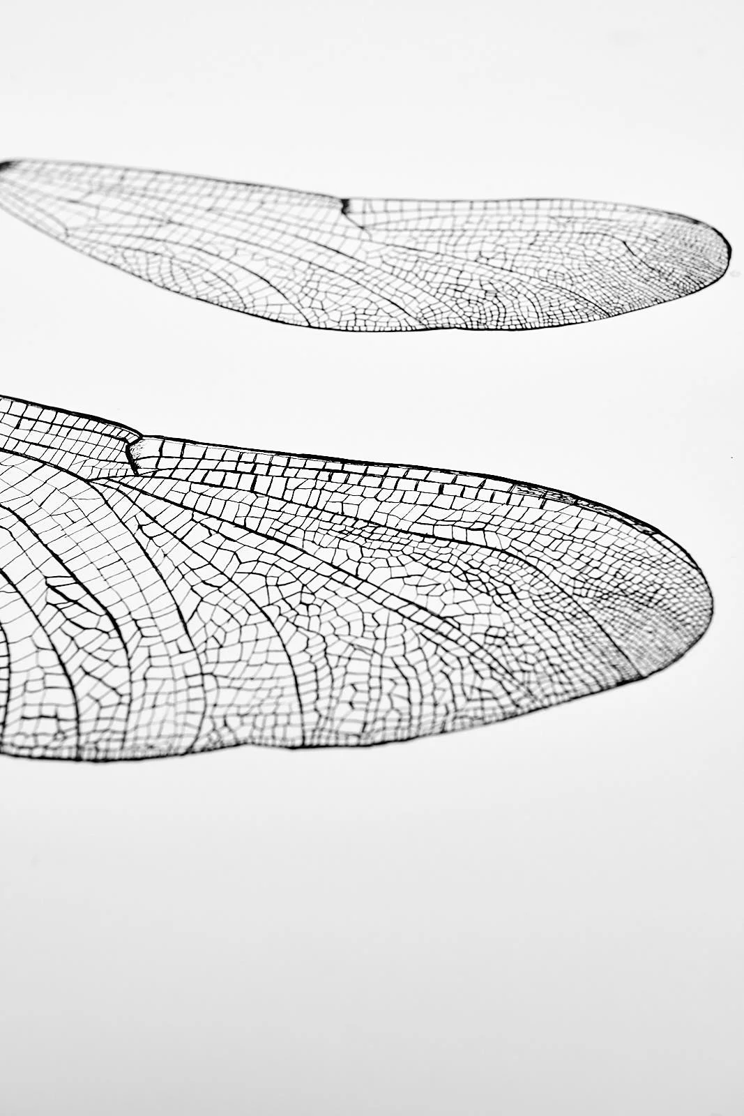 dragonflywings0172 1.jpg