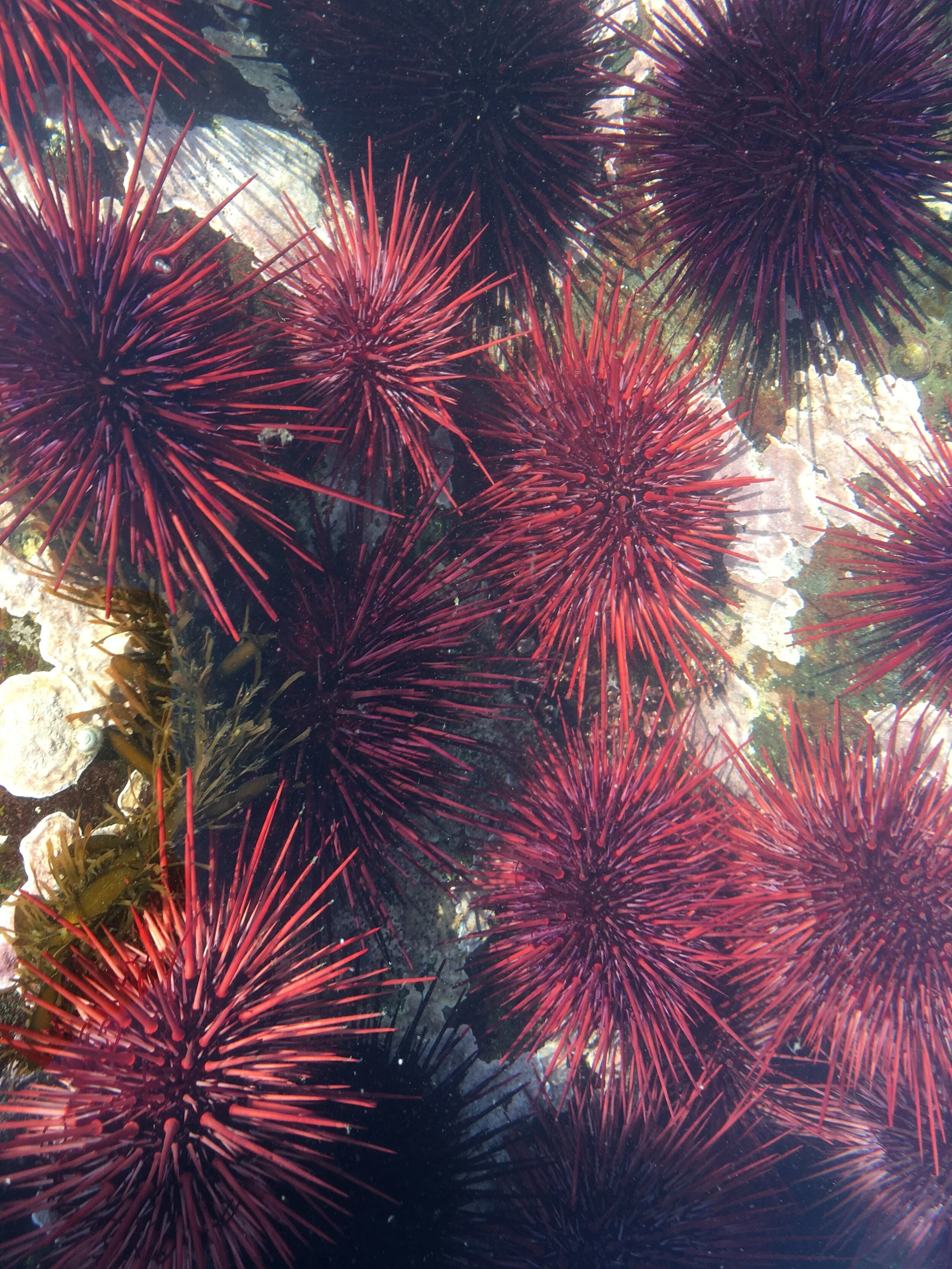 Summer Scheming - R&amp;B Brewing, Vancouver