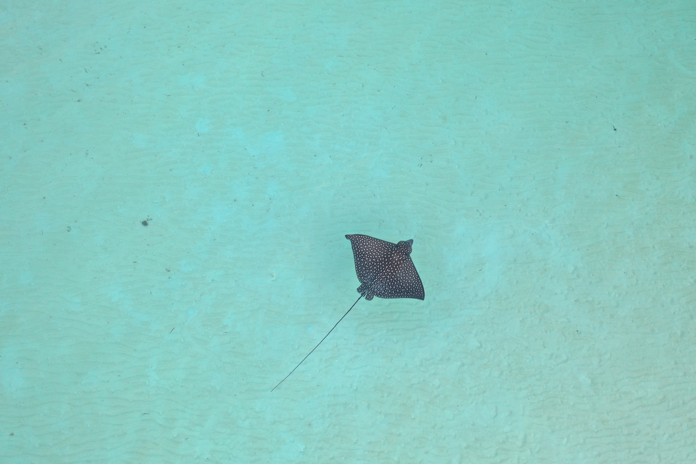stingray.JPG