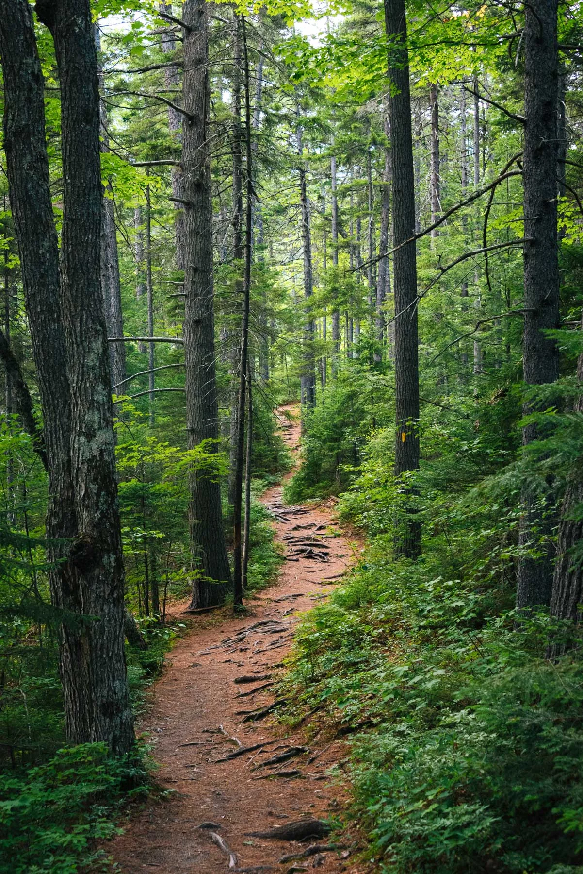 A Walk in the Woods