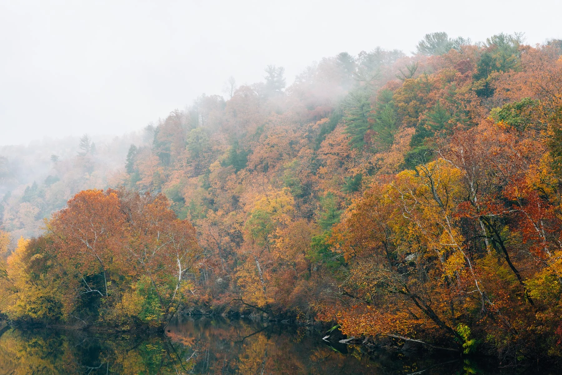 Fog Foliage