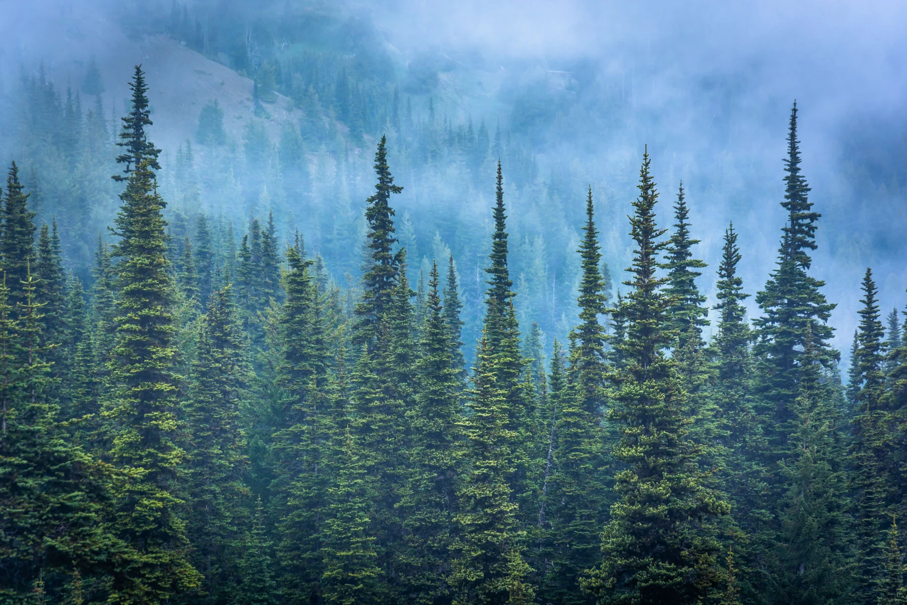 Hurricane Ridge Pines