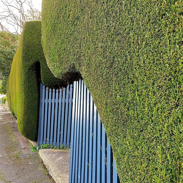 Hedge magic #ballarat #ballaratlifestyle #visitballarat @visitballarat #gardenlife