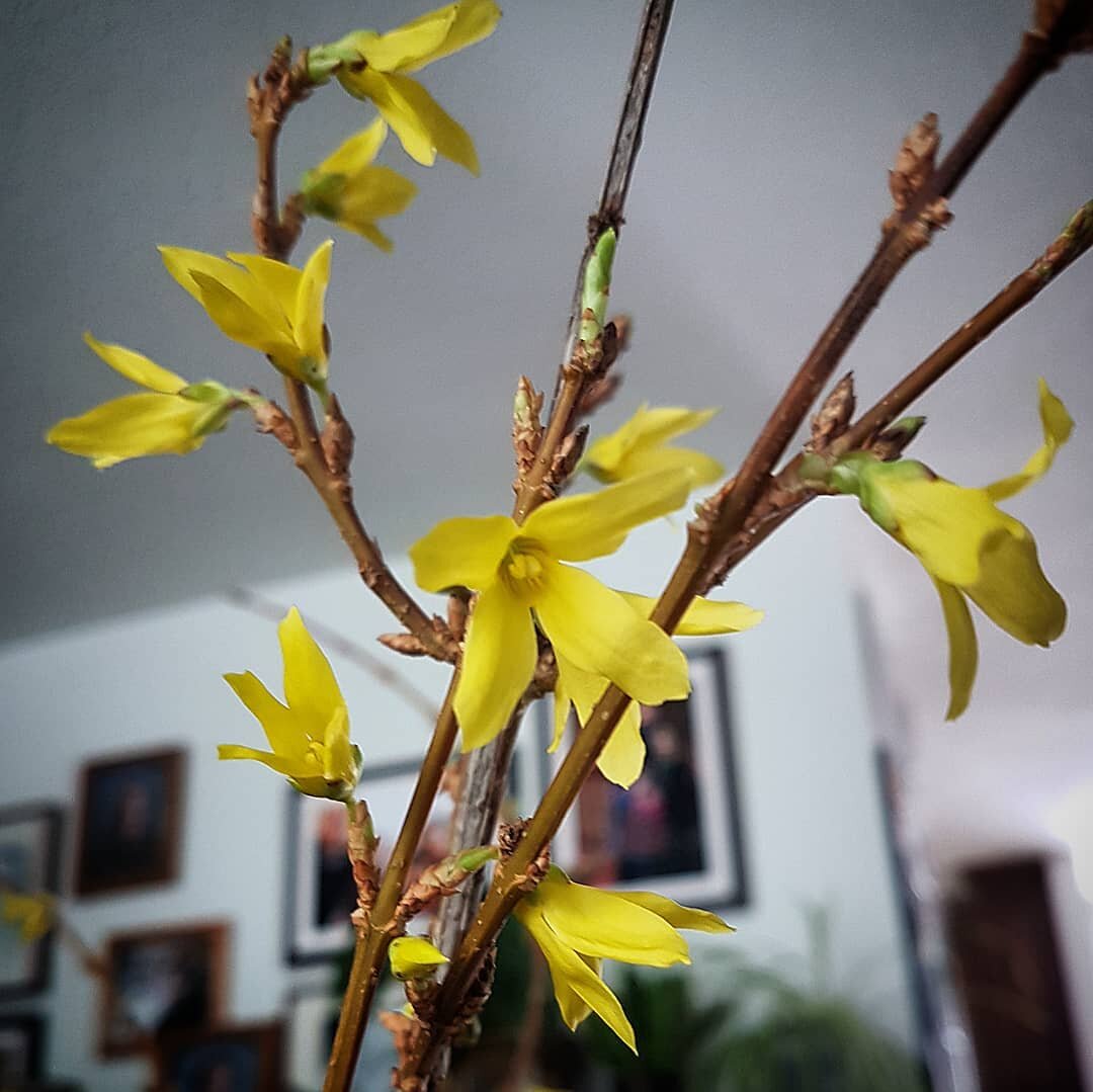 These twigs came bare.
In a package with other beautiful gifts of flowers, stems, and other delights.
At first glance one may think, these twigs are merely functional... to prop up the wrapping so that the other beautiful items can be seen.
With a tr