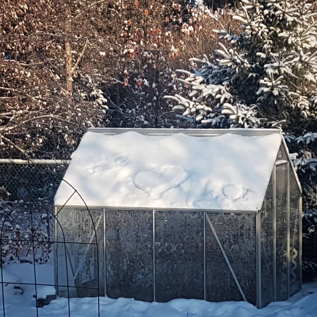 More than just food... This sweet little greenhouse has added even more joy and peace to my garden and life. From spring through fall, I could be found in there tending plants or finding some refuge.
I grew so many tomatoes, basil, peppers, cucumbers