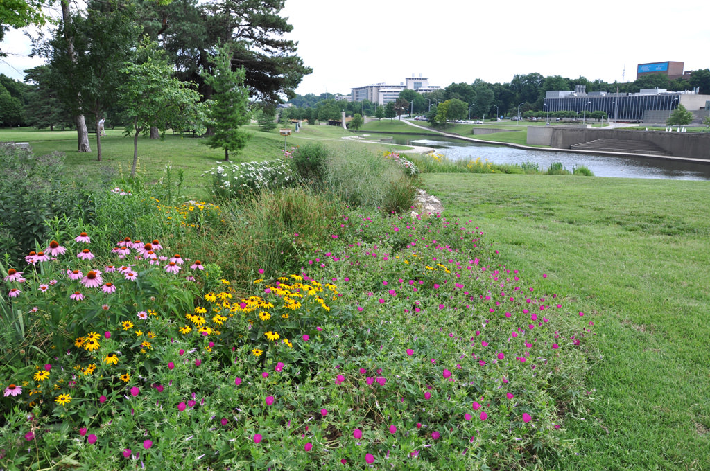  KCAI Brush Creek Community Rain Garden, Kansas City, MO :: 2006-present.  Looking down the swale full bloom The catchment bowl is located at the top of a swale, and water then flows downhill in a gently curving path toward a lower rain garden. The p