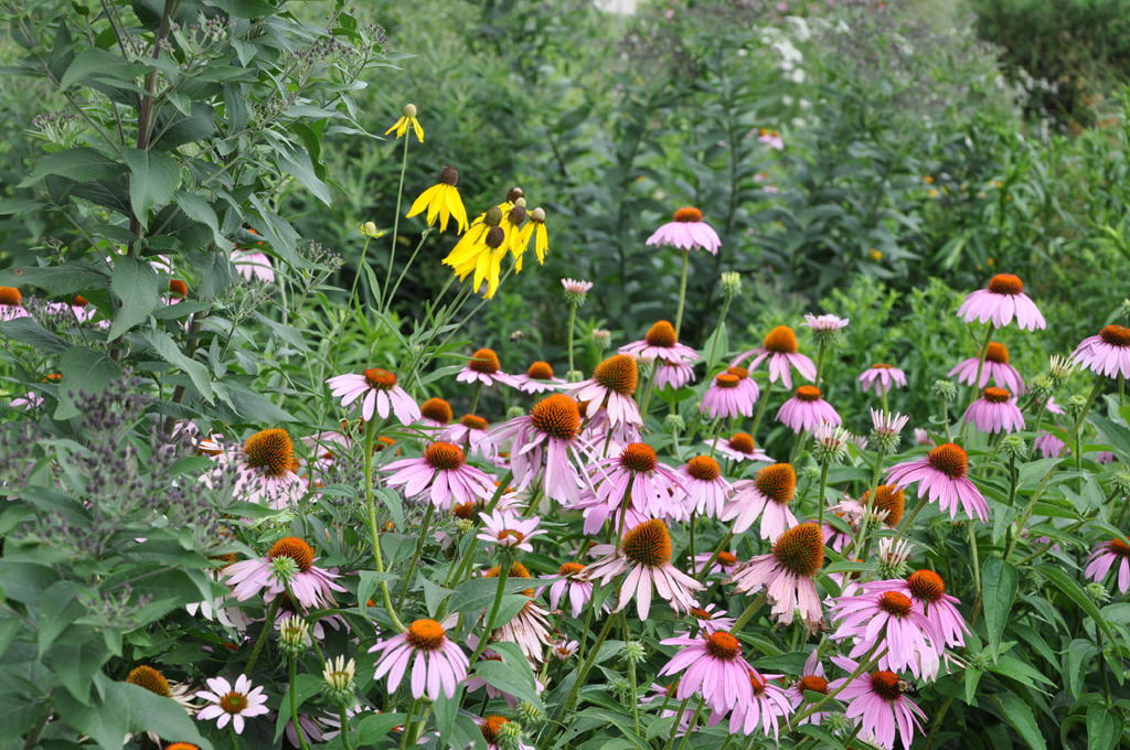  KCAI Brush Creek Community Rain Garden, Kansas City, MO :: 2006-present.  Close up showing Echinacea, Iron weed, and Grey Headed Coneflowers 