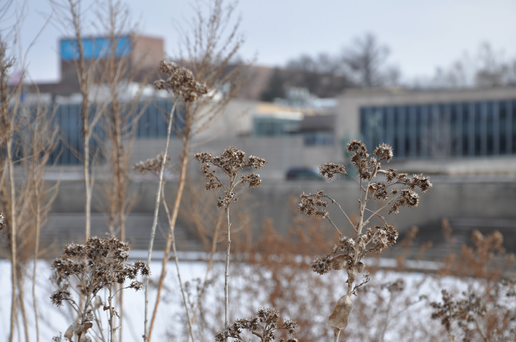  KCAI Brush Creek Community Rain Garden, Kansas City, MO :: 2006-present.  Seed heads in the winter, frozen creek in the background. Even in the middle of winter, there are still seeds on the native plants to sustain hungry creatures. Leaving the see