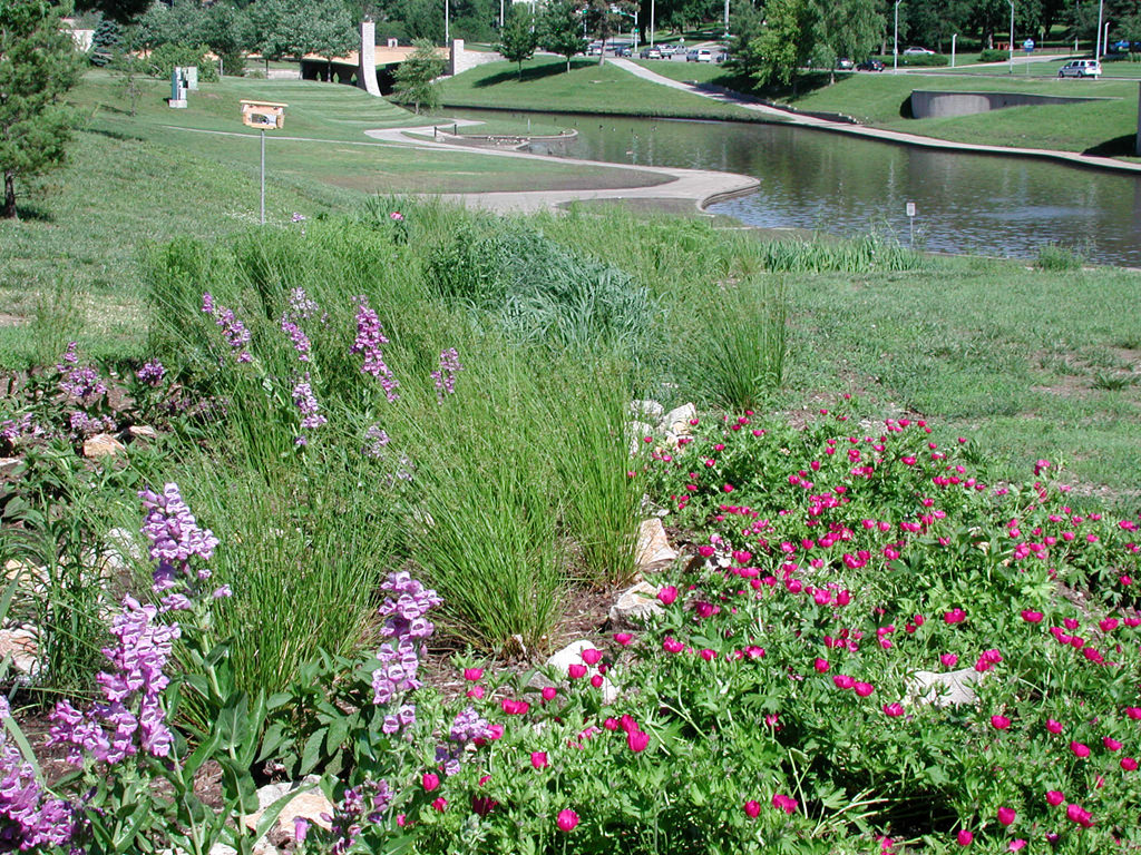  KCAI Brush Creek Community Rain Garden, Kansas City, MO :: 2006-present.  Grasses down the swale. Despite the promise of the creek as a recreational facility it had become an example of how poorly planned urban development can create many complex pr