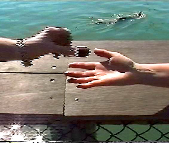  Exchange: Still from video documentation of a performance at Fisherman's Wharf, San Francisco, CA :: 2000.  This performance was prompted by the history of the San Francisco Bay as a seasonal feeding and breeding ground for millions of migrating bir