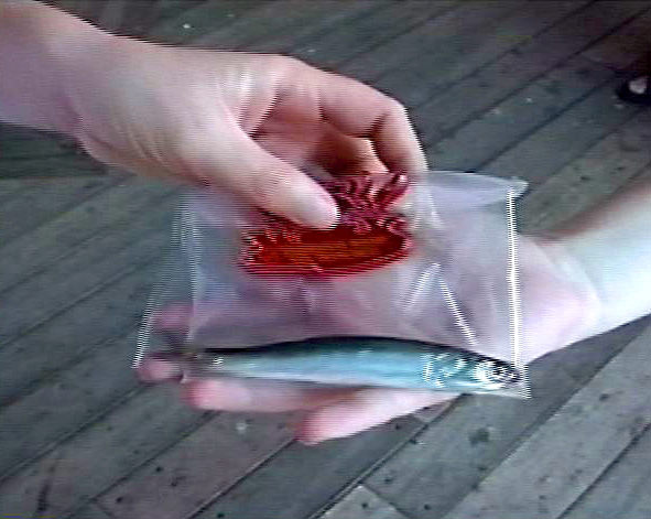  Exchange: Still from video documentation of a performance at Fisherman's Wharf, San Francisco, CA :: 2000.  Tourists were asked if they would be willing to give us something from their pocket or handbag. In return, they received a baitfish from the 