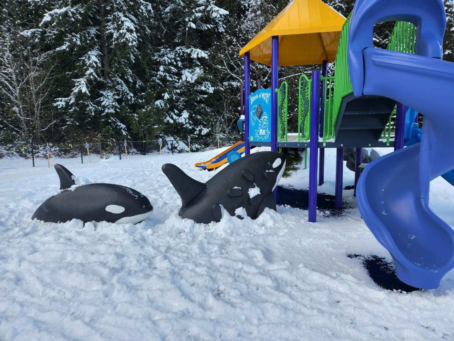 orcas in snow.jpg