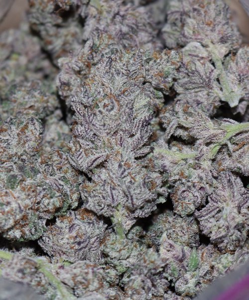 The Frost Factory A Maine Craft Cannabis Company Keepers Of The Flame