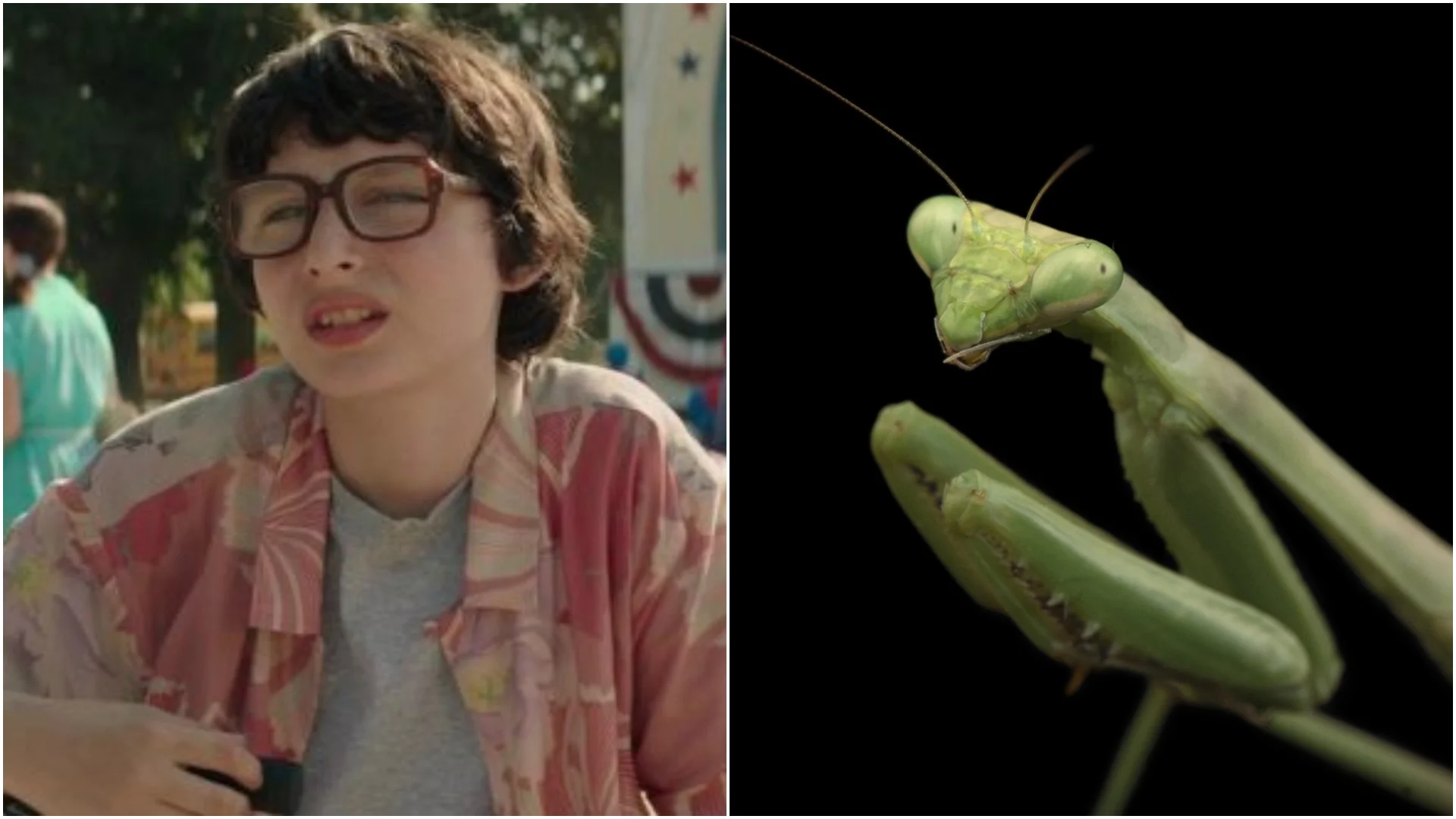 Stranger Mantises.jpg
